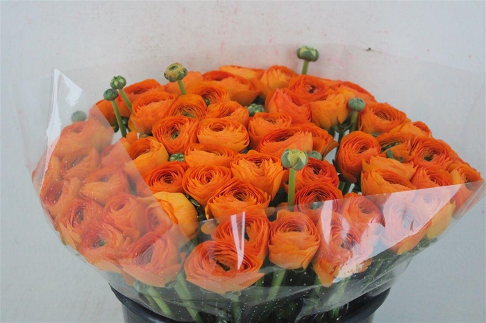 <h4>Ran Cloni Ex Lambada</h4>