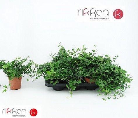 <h4>HED HE OV GROEN</h4>