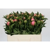 Paeonia Etched Salmon