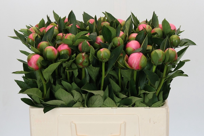 Paeonia Etched Salmon