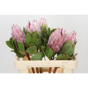 Protea Cynaroides