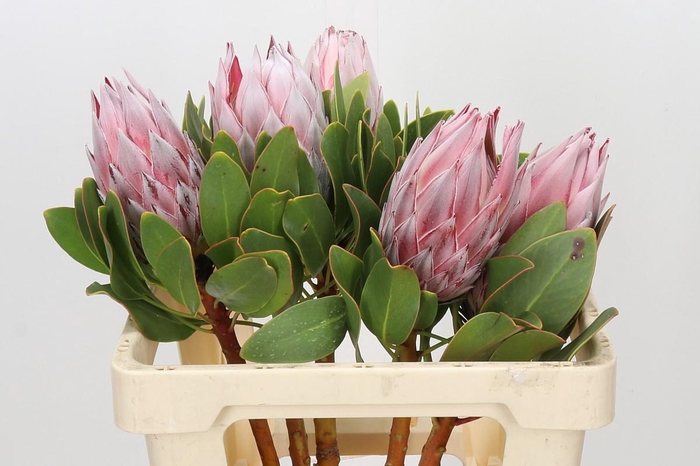 <h4>Protea Cynaroides</h4>