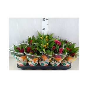 Celosia arg. CR 'Twisted'   ...mix