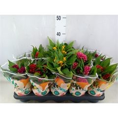 Celosia arg. CR 'Twisted'   ...mix
