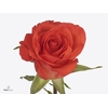 Rosa large patz