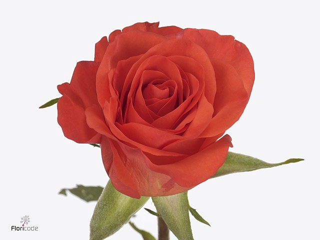 Rosa large patz