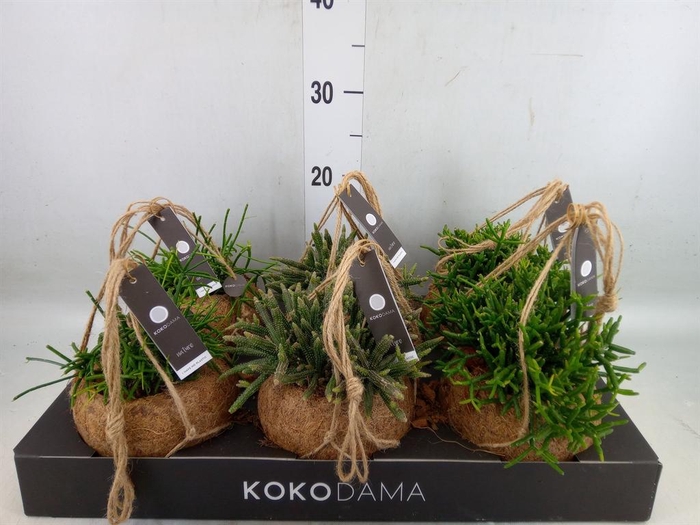 <h4>Rhipsalis   ...mix</h4>