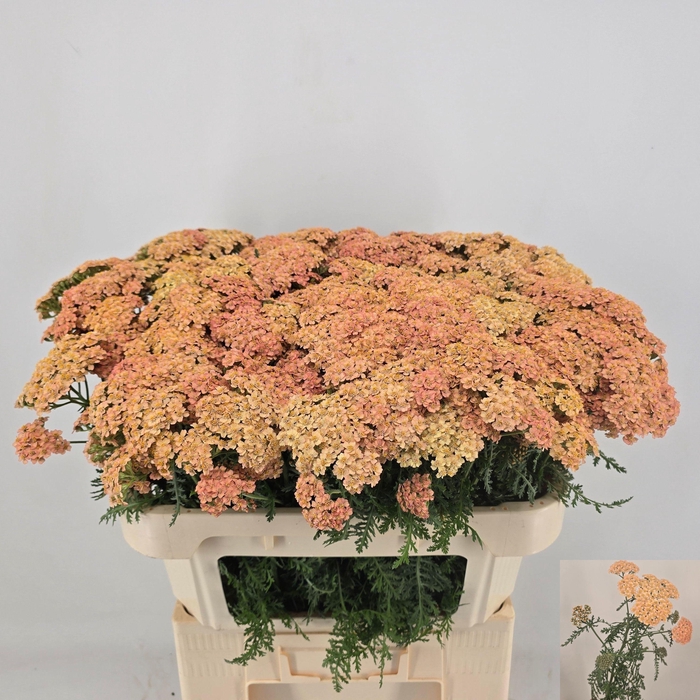 <h4>ACHIL M MOLLY</h4>