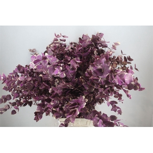 Euca Cinerea Antique Lila 200gr P Bunch