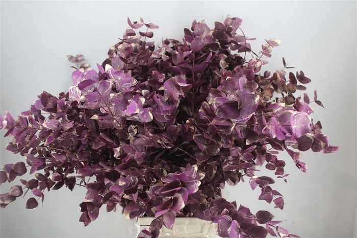 <h4>Euca Cinerea Antique Lila 200gr P Bunch</h4>