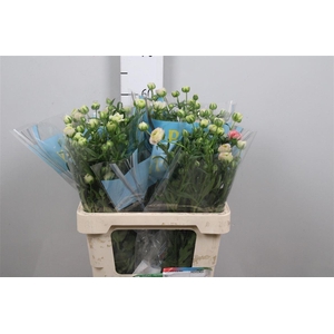 Ran Butterfly Ariadne