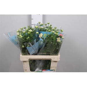 Ran Butterfly Ariadne