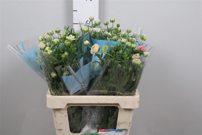 <h4>Ran Butterfly Ariadne</h4>