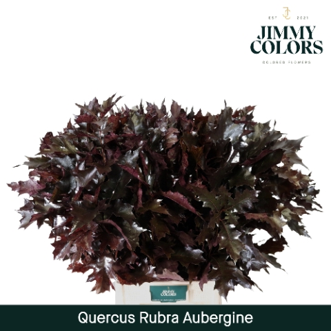 Quercus Rubra L80 Klbh. Aubergine