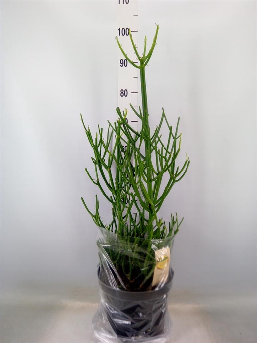 <h4>Euphorbia tirucalli</h4>