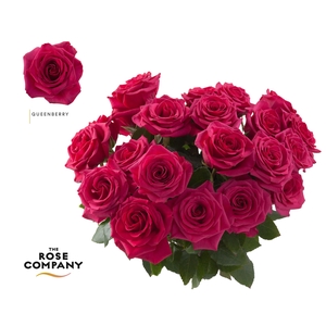 Rosa Ec Queenberry