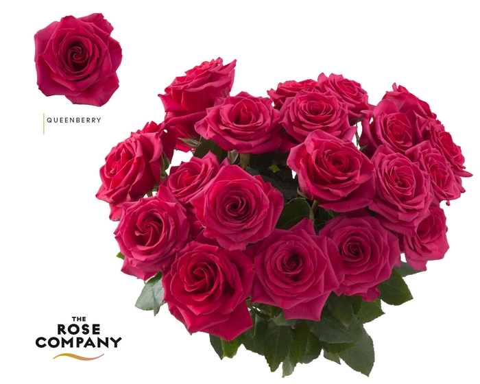 <h4>Rosa Ec Queenberry</h4>