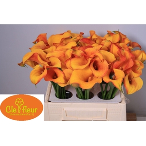 CALLA HOT SHOT