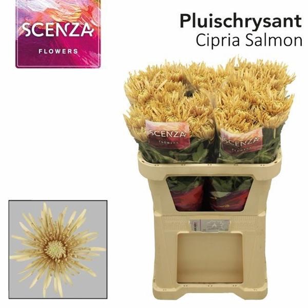 <h4>CHR G CIPRIA SALMON</h4>