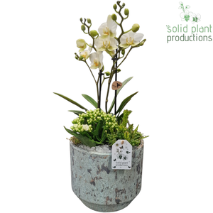 PH222 Maria Aqua Pot Phalaenopsis