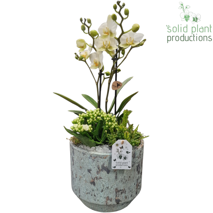 <h4>PH222 Maria Aqua Pot Phalaenopsis</h4>
