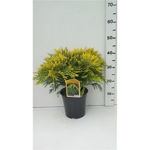 Chamaecyparis l. 'Sunkist'