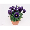 Viola grootbloemig blue met oog