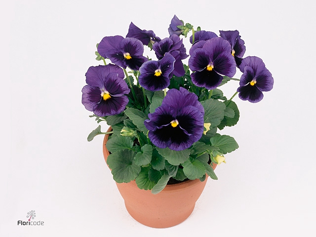 Viola grootbloemig blue met oog