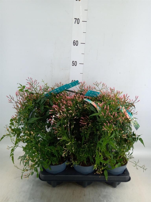 <h4>Jasminum polyanthum</h4>