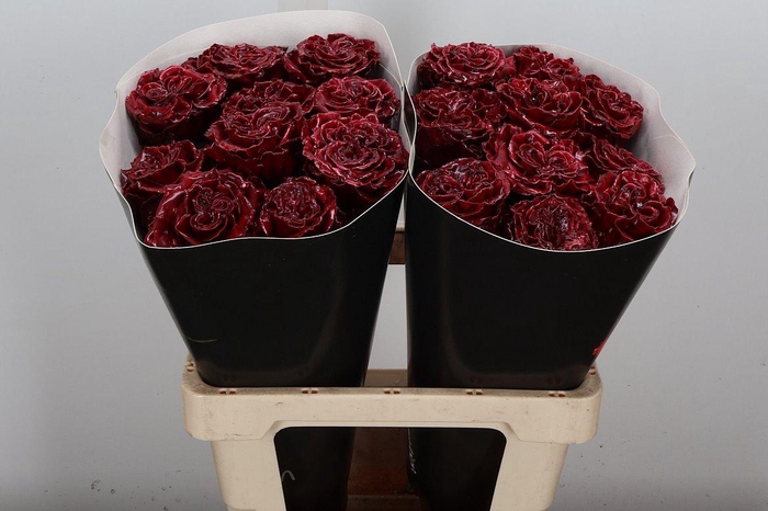 <h4>R Excl Wx Bordeuax</h4>