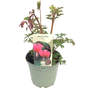 Dicentra Spectabilis