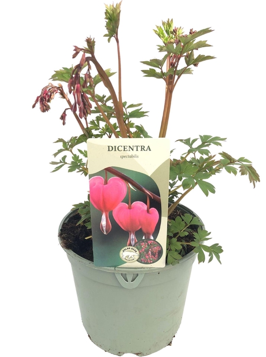 Dicentra Spectabilis