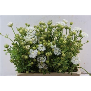 DIDISCUS WHITE