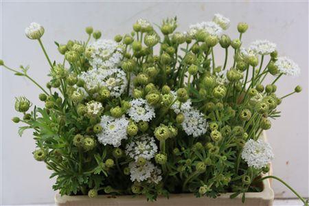 <h4>DIDISCUS WHITE</h4>