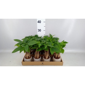 Pachira aquatica