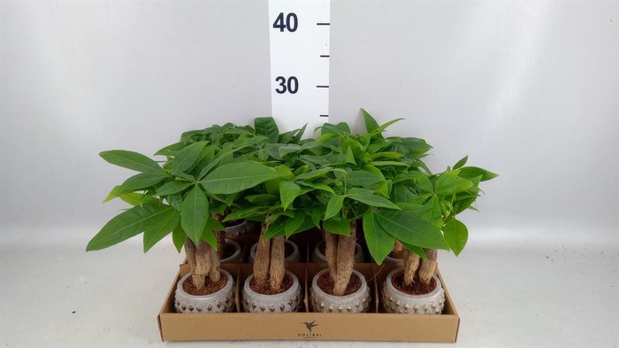 <h4>Pachira aquatica</h4>