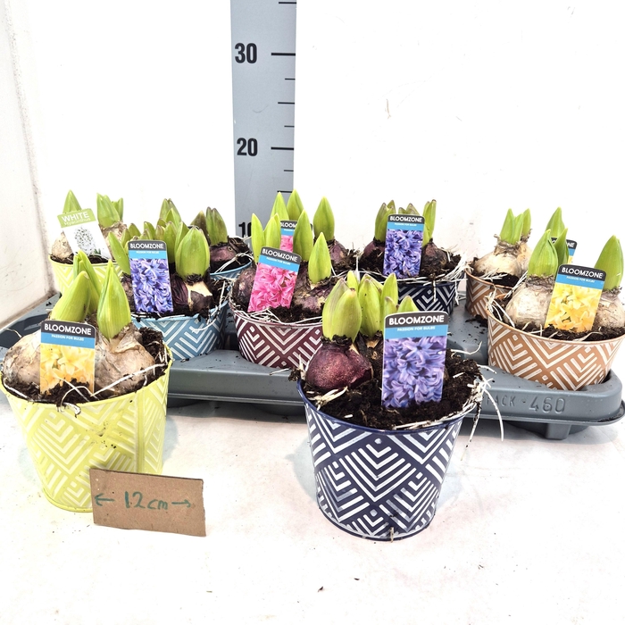 <h4>ARR HYACINTH</h4>