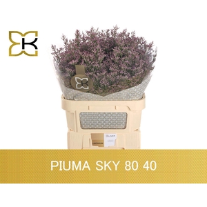 LIMONIUM PIUMA SKY LIM PIUMA SKY 80