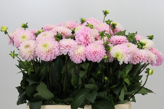 <h4>Dahlia Wizard of Oz</h4>