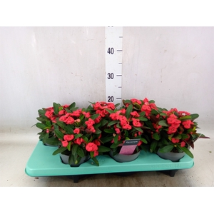Euphorbia milii 'Maxi Olympia'