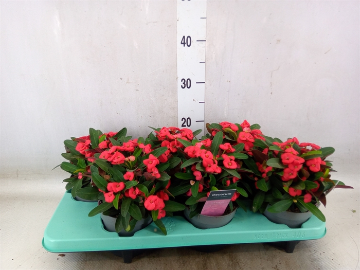 <h4>Euphorbia milii 'Maxi Olympia'</h4>