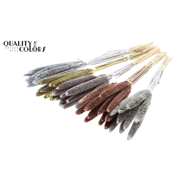 <h4>Babala on natural stem Mixed colours Metallic</h4>