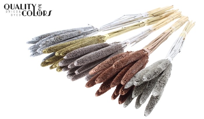 Babala on natural stem Mixed colours Metallic