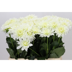 Dahlia Karma M. Zwaan