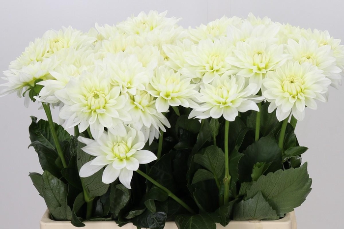 <h4>Dahlia Karma M. Zwaan</h4>