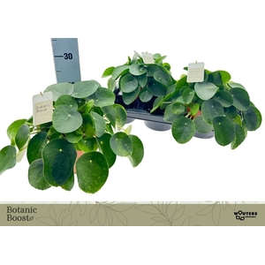 PILEA PEPEROMIOIDES