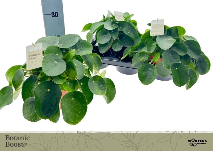 <h4>PILEA PEPEROMIOIDES</h4>