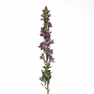 Af Antirrhinum L81cm Purple