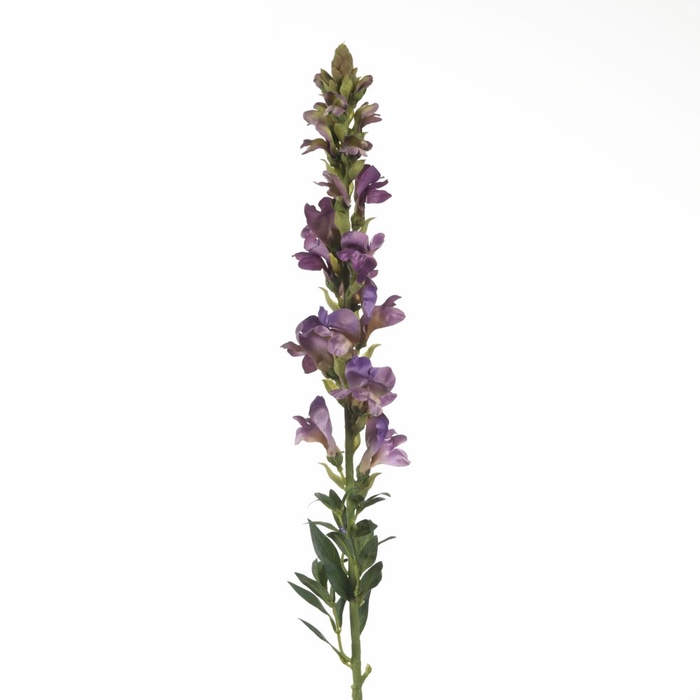 <h4>Af Antirrhinum L81cm Purple</h4>