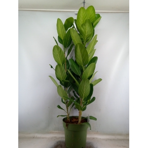 Ficus benghalensis 'Audrey'